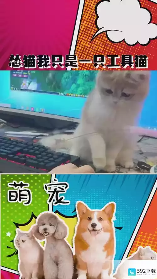 猫咪玩原神叫什么;猫咪玩游戏的