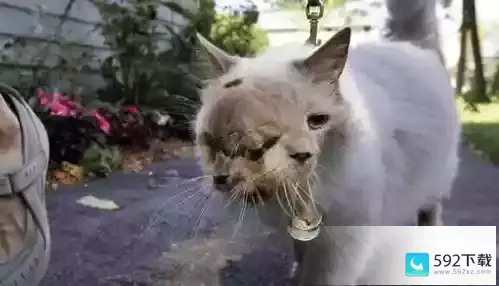 原神猫咪调酒师是谁的皮肤—猫咪调酒师哪里可以看